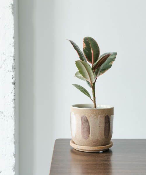 ＊＊URBAN RESEARCH DOORS / アーバンリサーチ ドアーズ その他雑貨 | FARM　デシレ 11C（-）