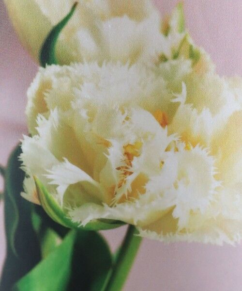 Viaggio Blu / ビアッジョブルー カットソー | フォトプリントTシャツ≪洗濯機で洗える≫ | 詳細14